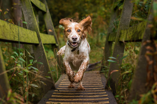 Gelenkprobleme beim Hund: unsere 3 Tipps