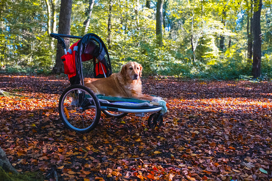 Arthrose beim Hund