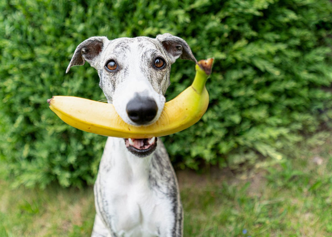 Hund mit Banane: Dürfen Hunde Bananen essen?