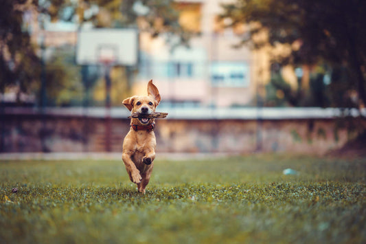 Bewegung bei Hunden