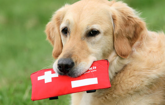 Erste Hilfe beim Hund – So hilfst du deinem Vierbeiner im Notfall richtig