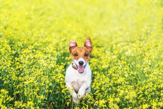 Hunde im Frühling: Frühlingsgefühle, Parasiten, Brut- und Setzzeit und mehr - ALPHAZOO