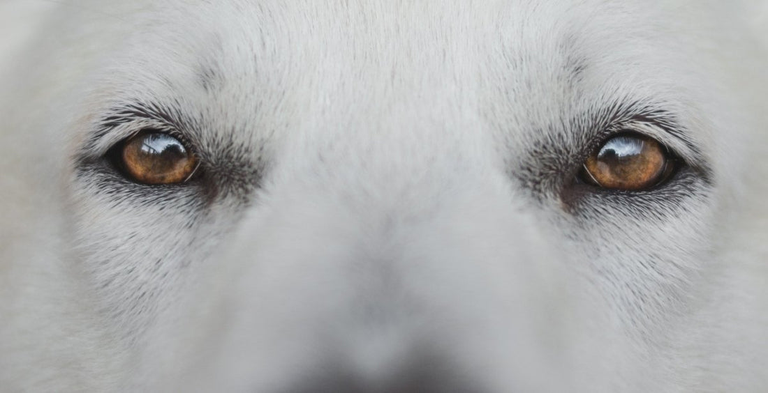 Hundeaugen - Die Welt aus Hundesicht - ALPHAZOO