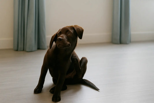 Wenn es juckt und krabbelt: Alles über Milben bei Hunden