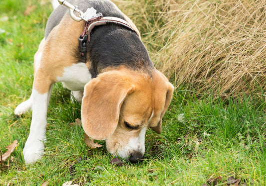 Wenn Dein Hund Kot frisst: Ursachen und Lösungen