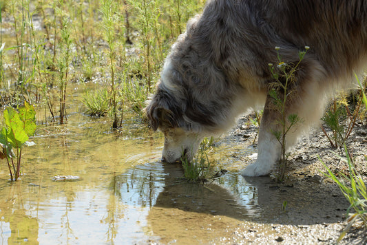 Giardien beim Hund: Was Du wissen musst