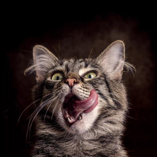 Katze beim Backenlecken - Zufriedenheit durch gesunde Ernährung