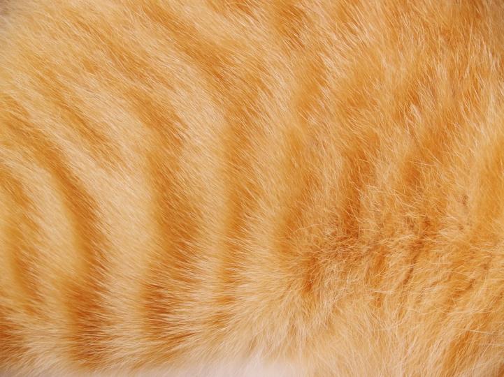 Rothaarige Katze mit glänzendem Fell - natürliche Pflegeprodukte für Katzen