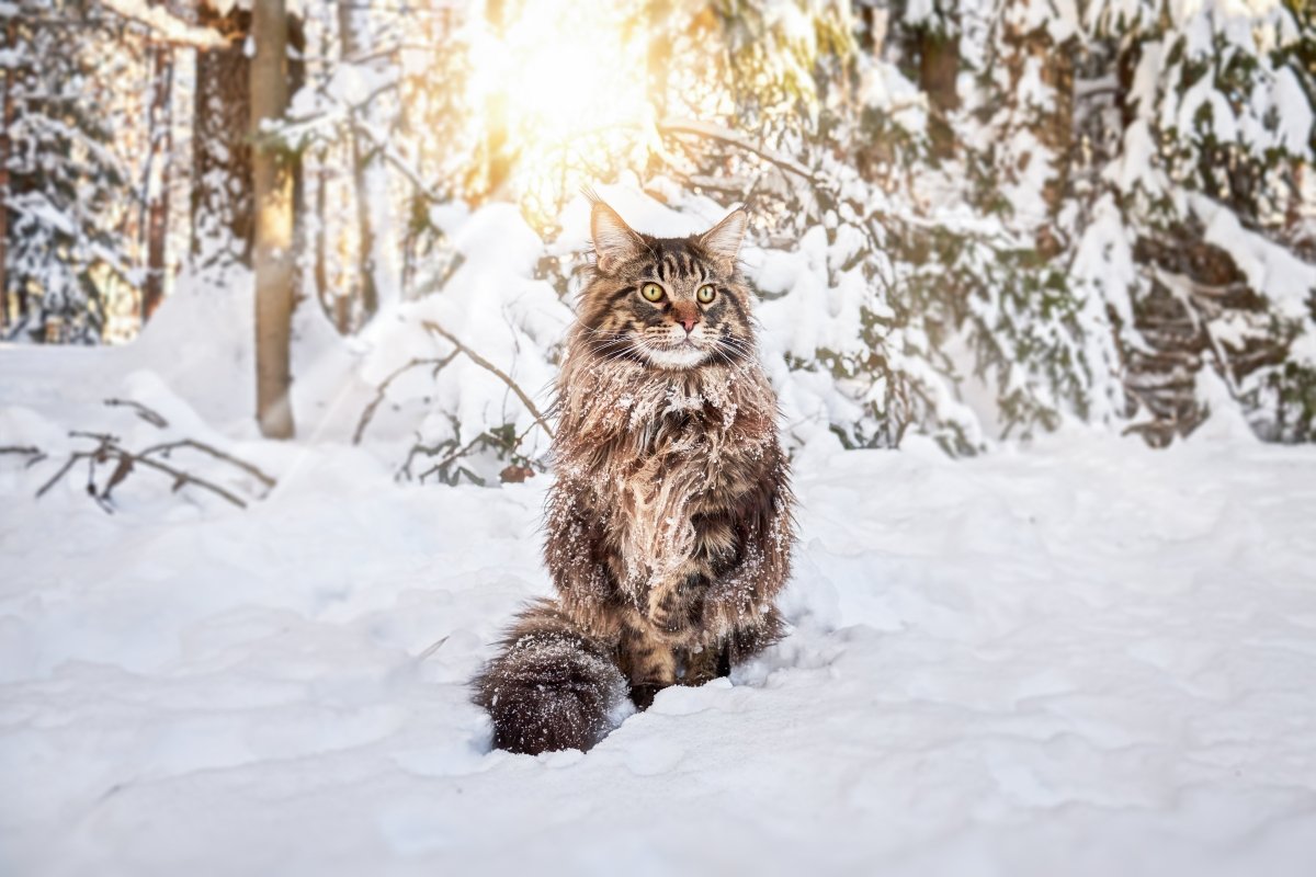 Katze sitzt im Schnee - starkes Immunsystem und Gesundheit bei Kälte