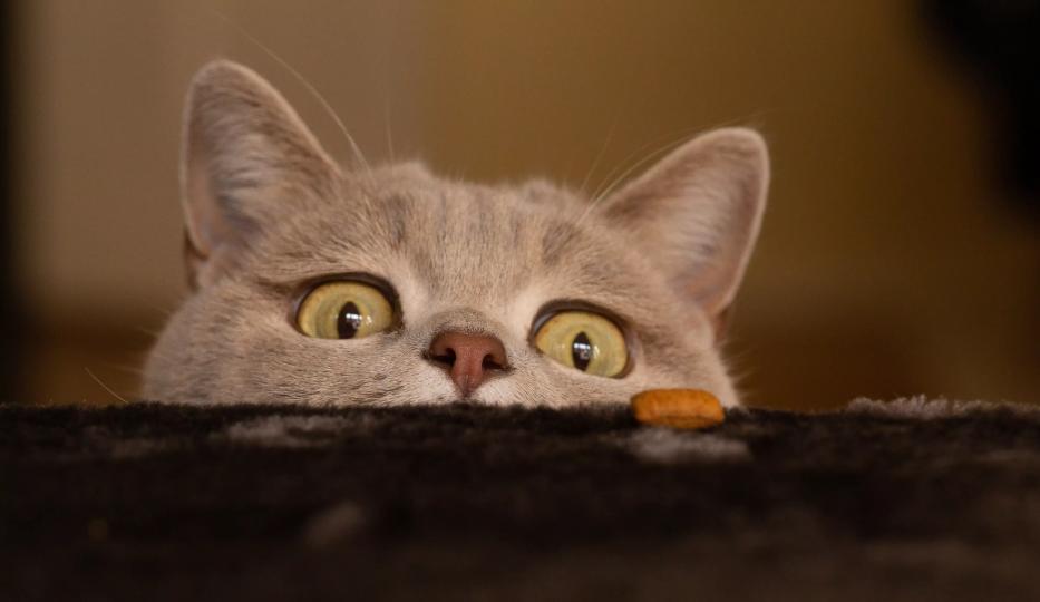 Katze mit Blick auf Snack – natürliche Leckerlis für Katzen