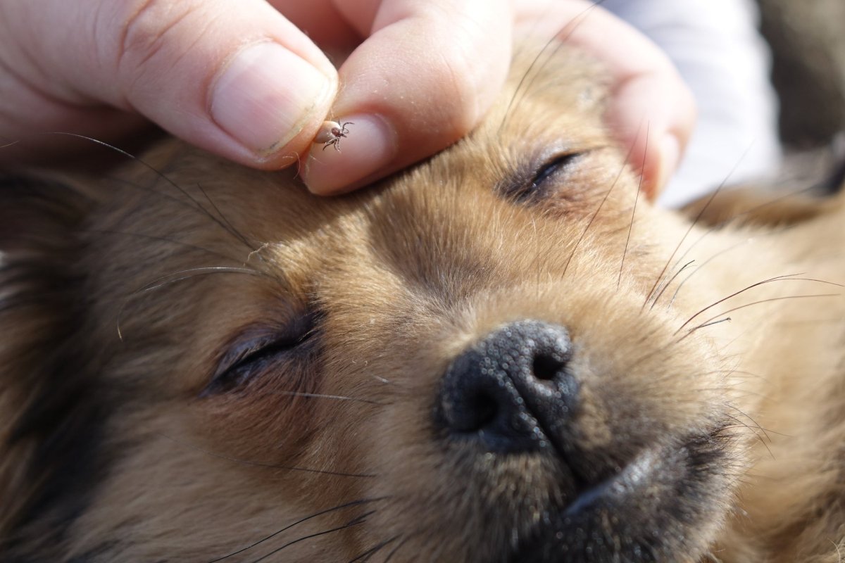 Hund mit Zecke auf dem Kopf - Parasitenprävention für Hunde - sicherer Schutz und Pflegeprodukte