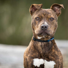 American Pit Bull Terrier