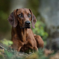 Rhodesian Ridgeback