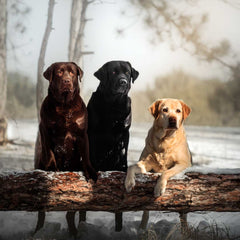 Labrador Retriever