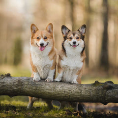 Welsh Corgi Pembroke & Welsh Corgi Cardigan