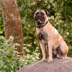 Mastiff