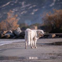 Kuvasz