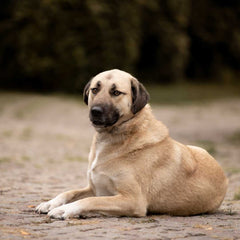 Kangal-Hirtenhund