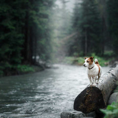 Jack Russell Terrier