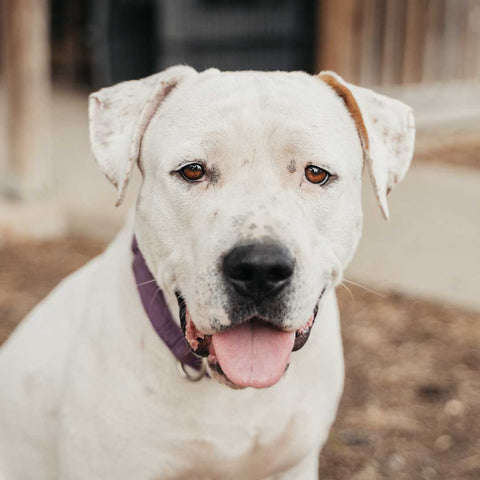 Dogo Argentino