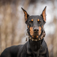 Dobermann