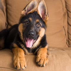 Deutscher Schäferhund