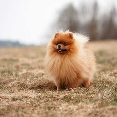 Zwergspitz (Pomeranian)