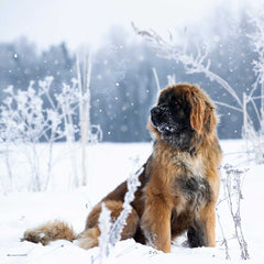 Leonberger