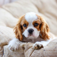 Cavalier King Charles Spaniel