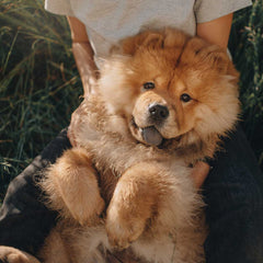 Chow Chow