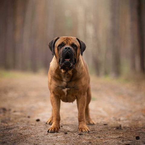 Bullmastiff