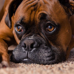 German boxer