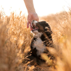 Berner Sennenhund