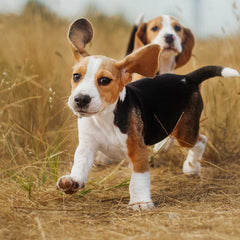 Beagle