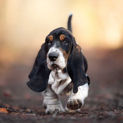 Basset Hound