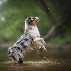 Australian Sheperd