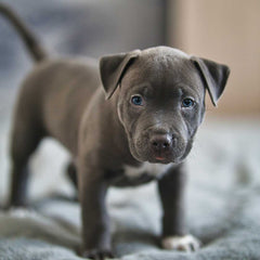 American Staffordshire Terrier
