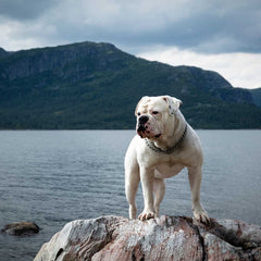 American Bulldog