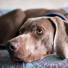 Weimaraner