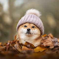 Shiba Inu