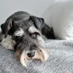 Schnauzer