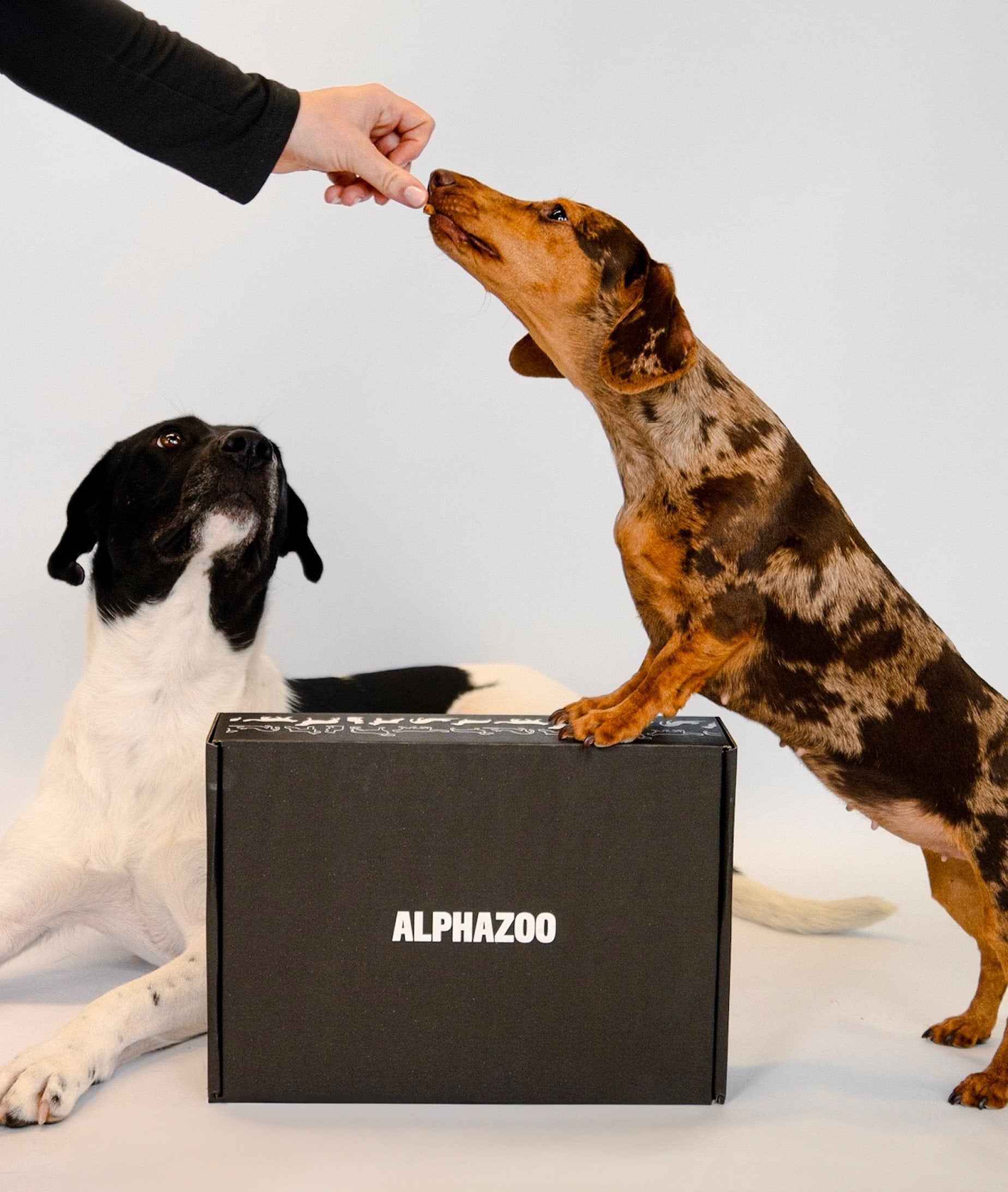 Zwei Hunde und Karton von Alphazoo