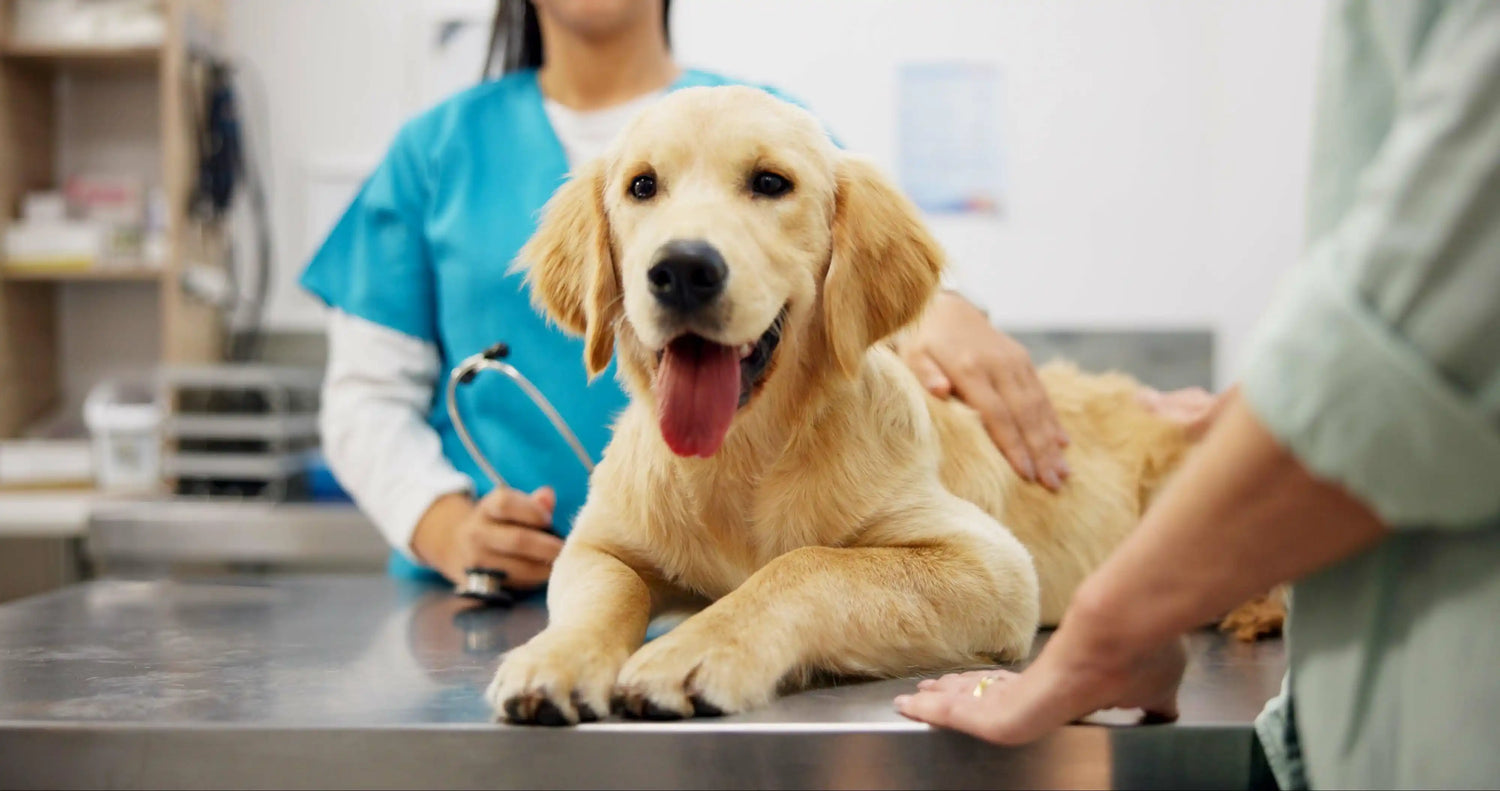 Glücklicher Hund beim Tierarzt_Hunde-OP-Versicherung