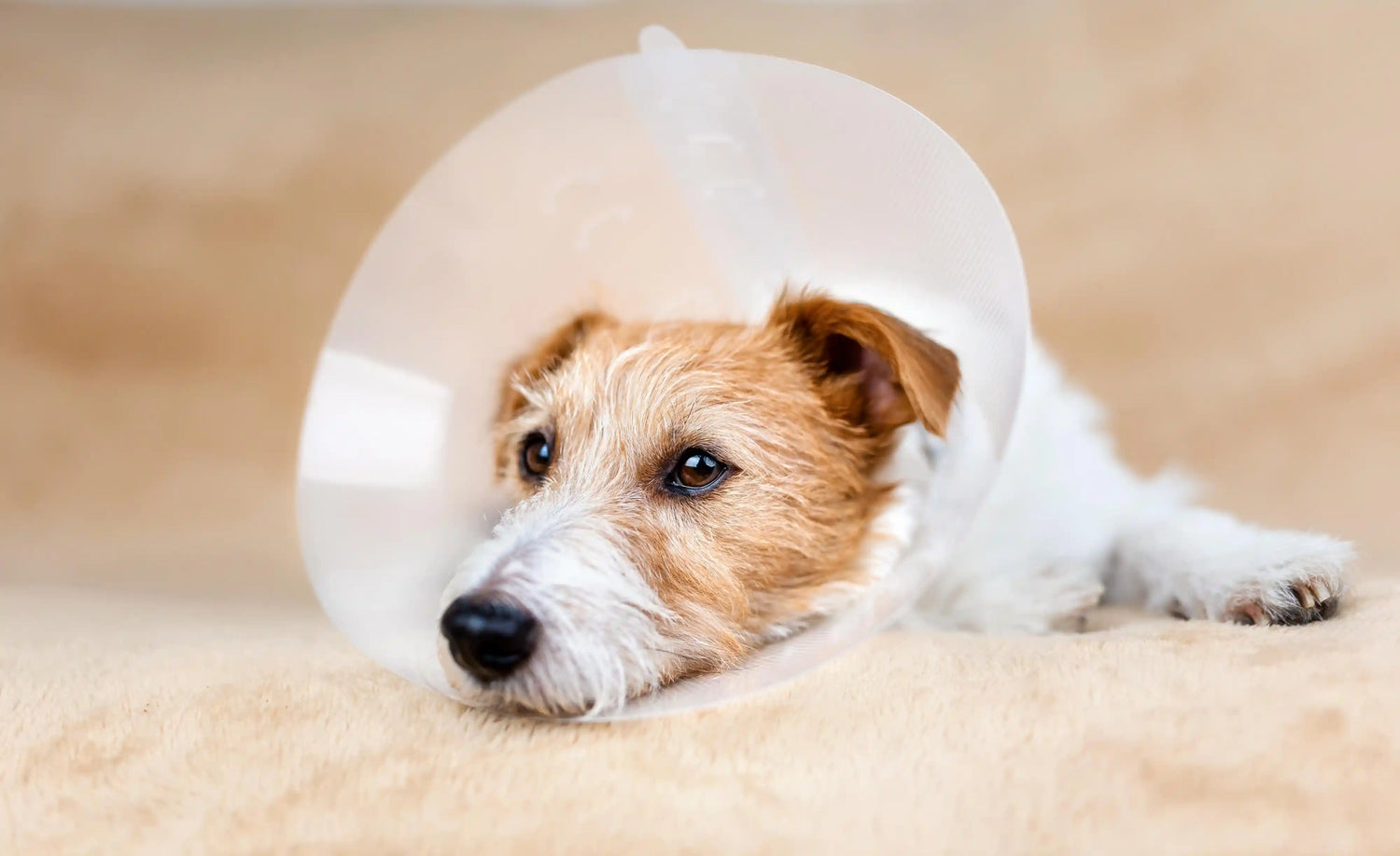 Terrier mit Kragen_Hundekrankenversicherung