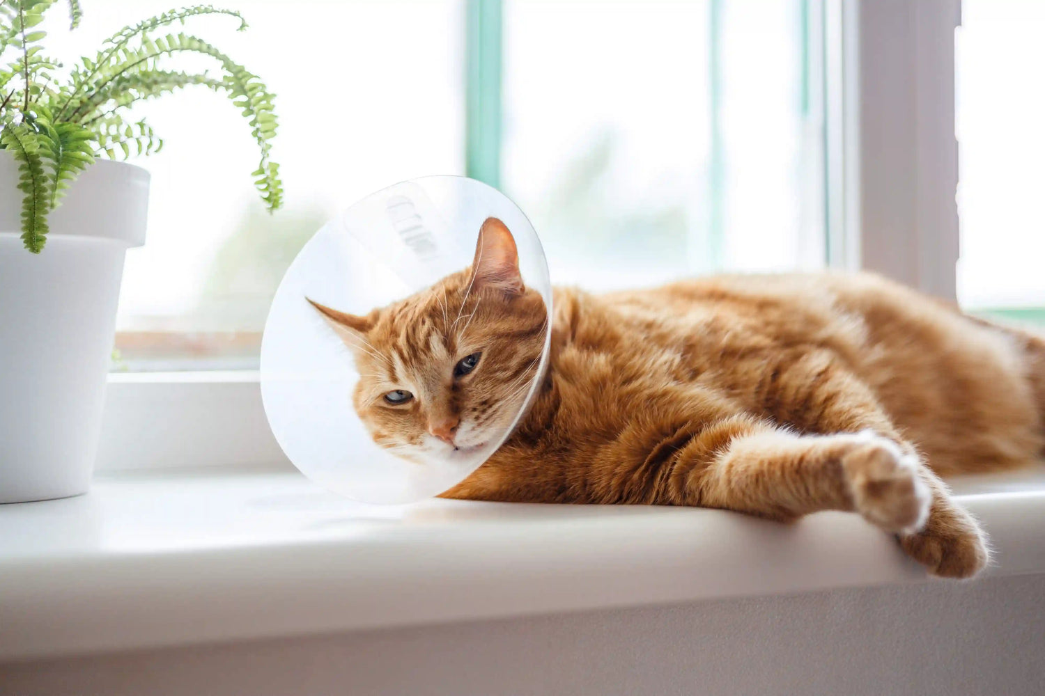 Rote Katze mit Kragen_Katzenkrankenversicherung