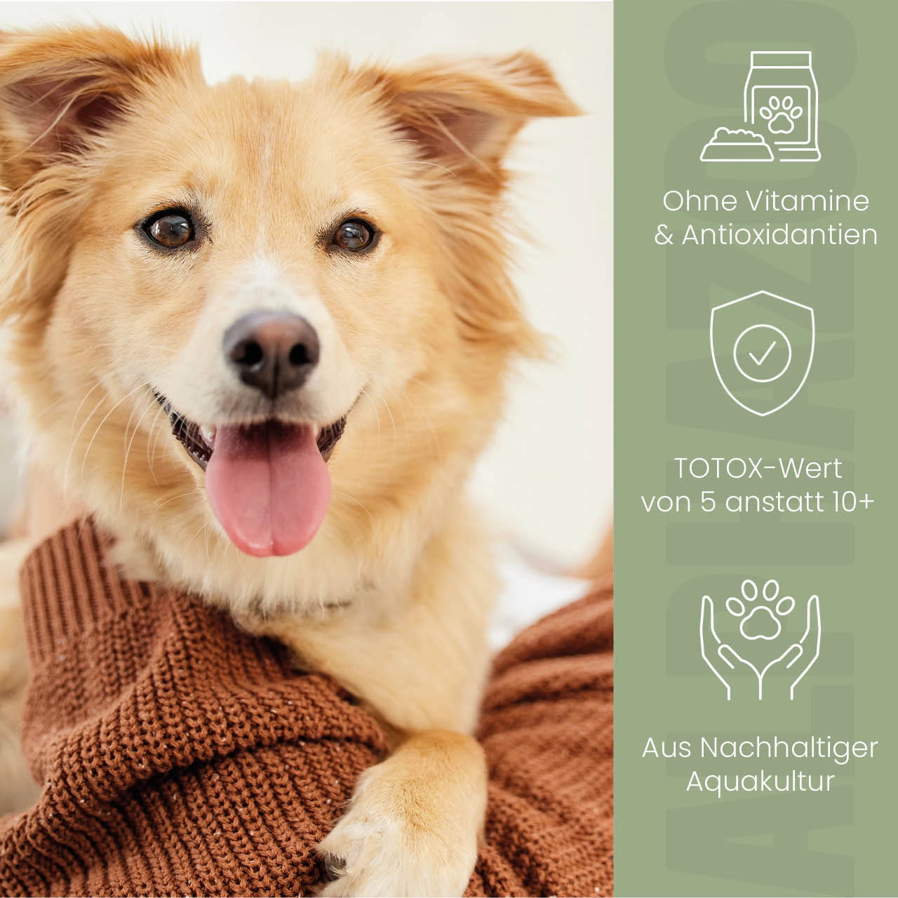 Lachsöl für Hunde