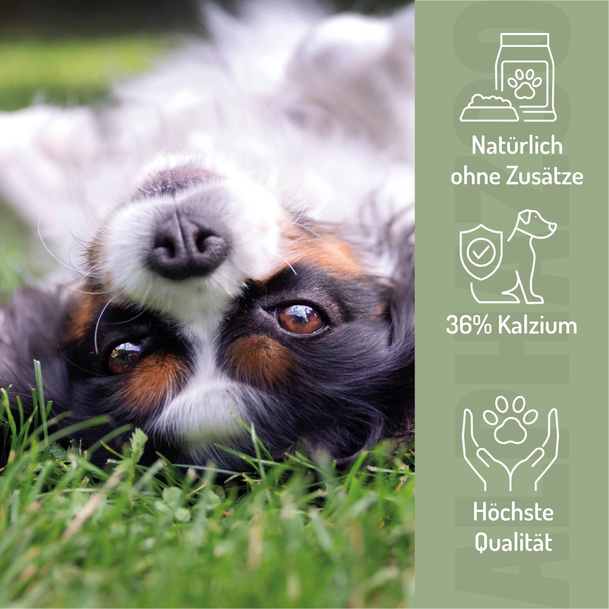 Eggshell powder for dogs & cats I Calcium from eggshells