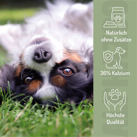 Eggshell powder for dogs & cats I Calcium from eggshells Eierschalenpulver Hund & Katze – Natürliche Kalziumquelle für Knochen & Zähne