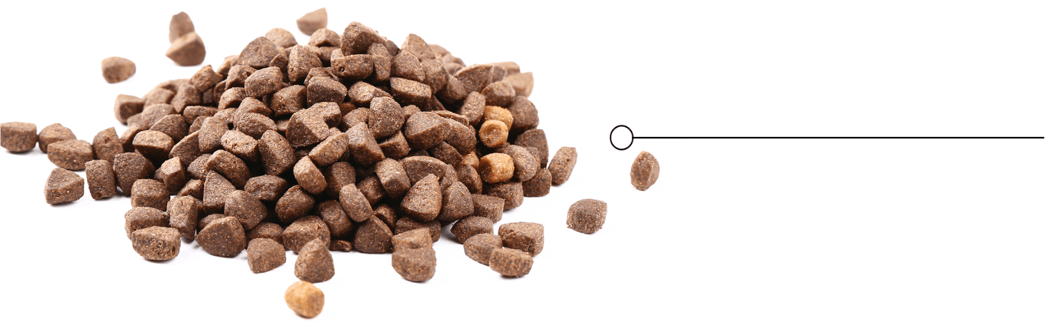 Hunde essen Snacks von Alphazoo