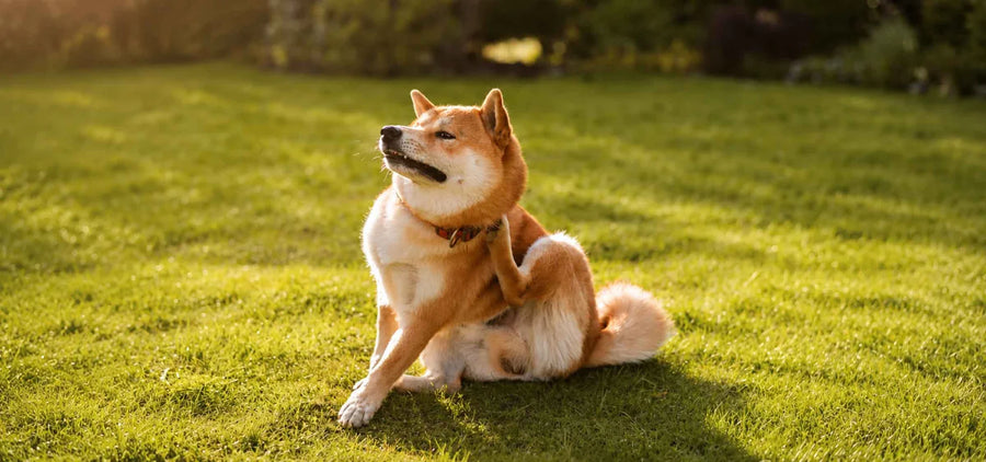 Hund kratzt sich - Biozide als Zeckenschutz